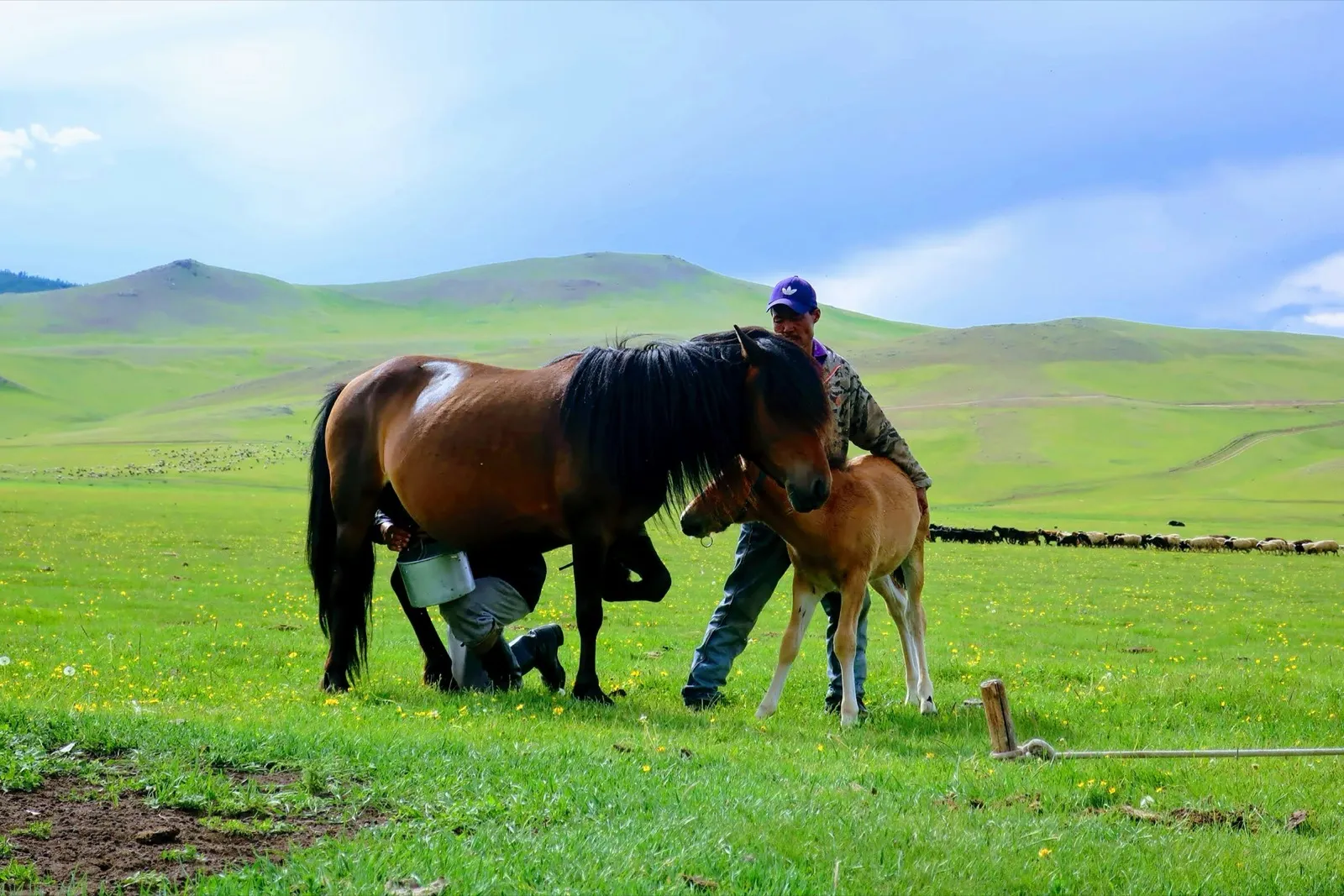 遊牧民が馬の乳搾りをする草原の風景
